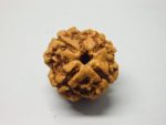 4 Mukhi lab Rudraksha