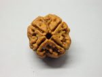 4 Mukhi lab Rudraksha