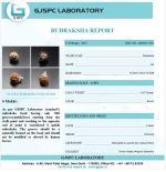 6 Mukhi Rudraksha