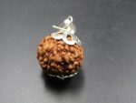 6 Mukhi Rudraksha