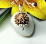 6 Mukhi Rudraksha