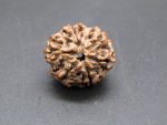 6 Mukhi Rudraksha