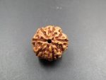6 Mukhi Rudraksha