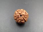6 Mukhi Rudraksha