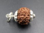 6 Mukhi Rudraksha