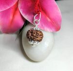 6 Mukhi Rudraksha