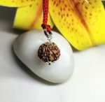 6 Mukhi Rudraksha
