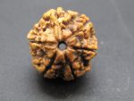 6 Mukhi Rudraksha