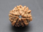 6 Mukhi Rudraksha