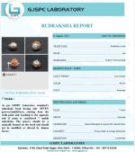 7 Mukhi Rudraksha