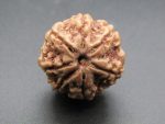 7 Mukhi Rudraksha