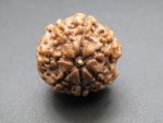 7 Mukhi Rudraksha