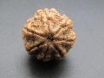 7 Mukhi Rudraksha