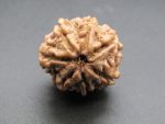 7 Mukhi Rudraksha