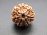 7 Mukhi Rudraksha