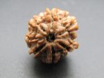 7 Mukhi Rudraksha