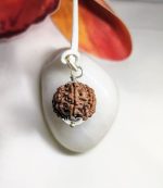 7 Mukhi Rudraksha