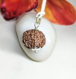 7 Mukhi Rudraksha