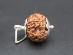 7 Mukhi lab Rudraksha