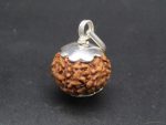7 Mukhi lab Rudraksha