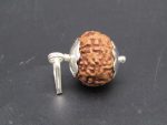 7 Mukhi lab Rudraksha