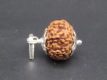 7 Mukhi lab Rudraksha