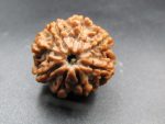 8 Mukhi Rudraksha