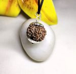 8 Mukhi Rudraksha