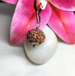 8 Mukhi Rudraksha
