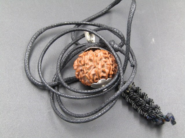 8 Mukhi lab Rudraksha 8 Mukhi lab Rudraksha