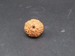 8 Mukhi lab Rudraksha