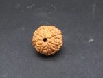 8 Mukhi lab Rudraksha