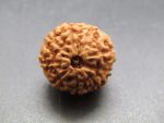 9 Mukhi Rudraksha