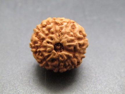 9 Mukhi Rudraksha