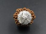 9 Mukhi lab Rudraksha