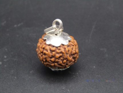 9 Mukhi lab Rudraksha