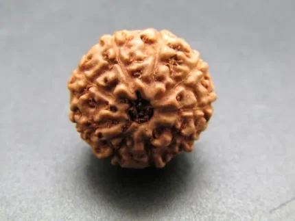 9 Mukhi lab Rudraksha