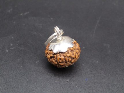 9 Mukhi lab Rudraksha