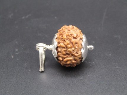 9 Mukhi lab Rudraksha