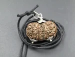 10-Mukhi-lab-Gaurishankar-Rudraksha
