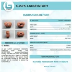 17 Mukhi lab Certificate