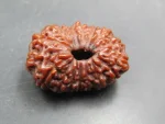 17 Mukhi lab Rudraksha