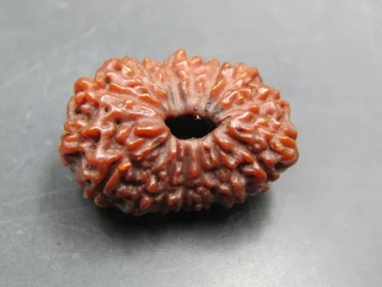 17 Mukhi lab Rudraksha