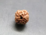 4 Mukhi lab Rudraksha