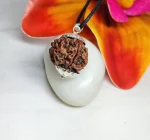 6 Mukhi Rudraksha