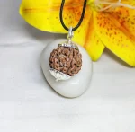 6 Mukhi Rudraksha