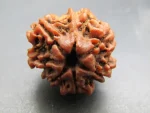 6 Mukhi lab Rudraksha