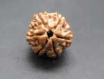 6 Mukhi lab Rudraksha