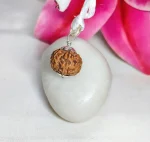 8 Mukhi Rudraksha