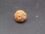 8 Mukhi lab Rudraksha